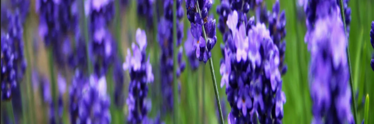 Image Installation abri de piscine Grasse