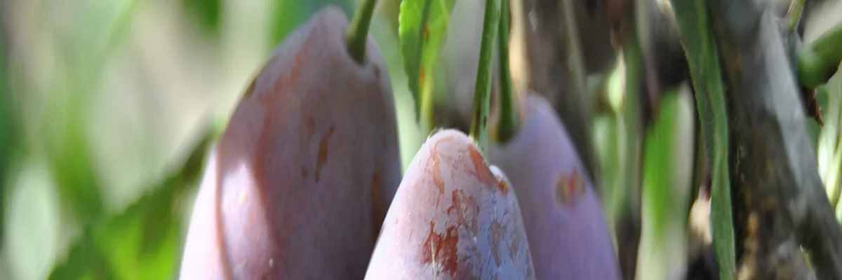 Image Installation abri de piscine Lot-et-Garonne