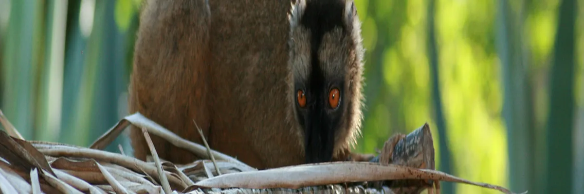 Image Installation abri de piscine Mayotte